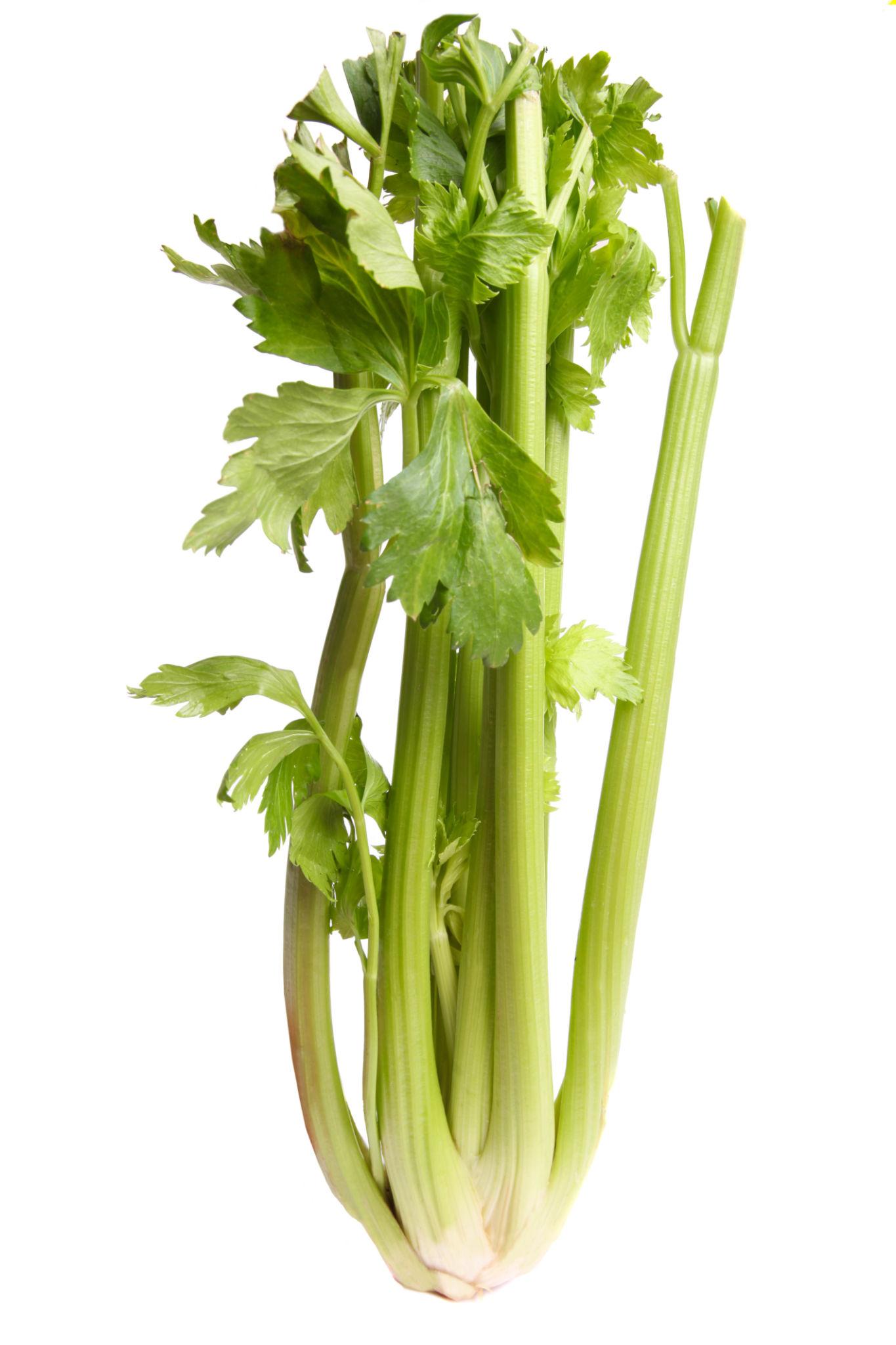 Celery – exotic vegetable seeds for home garden in India