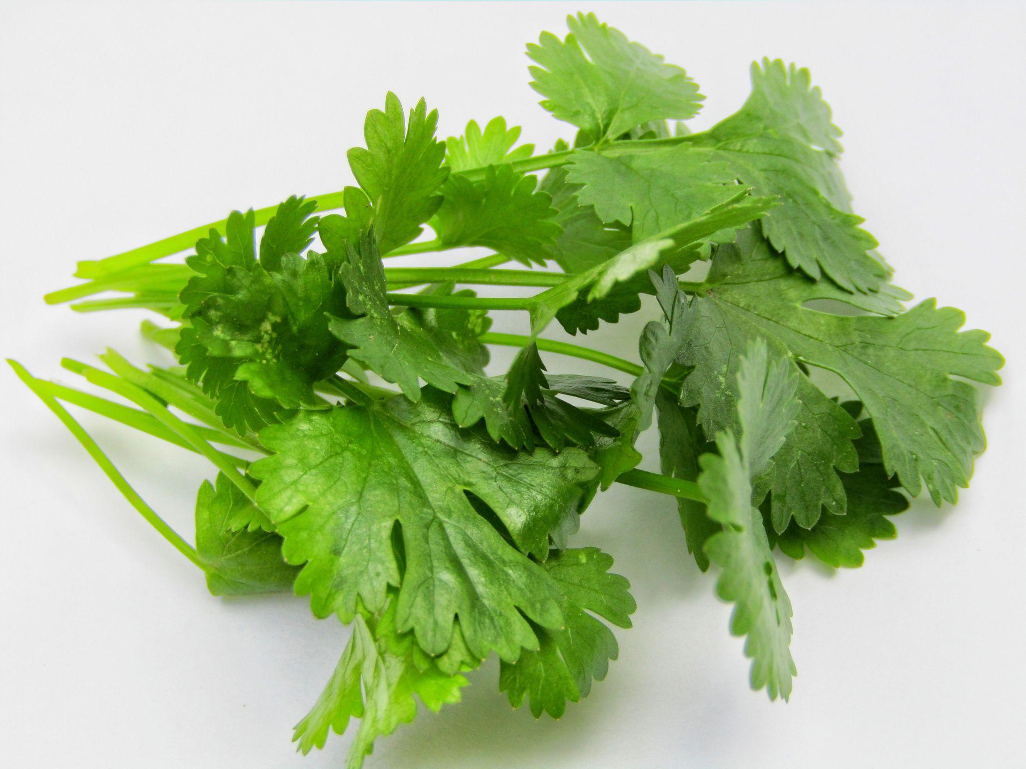 Coriander  – leafy vegetable seeds for home garden in India