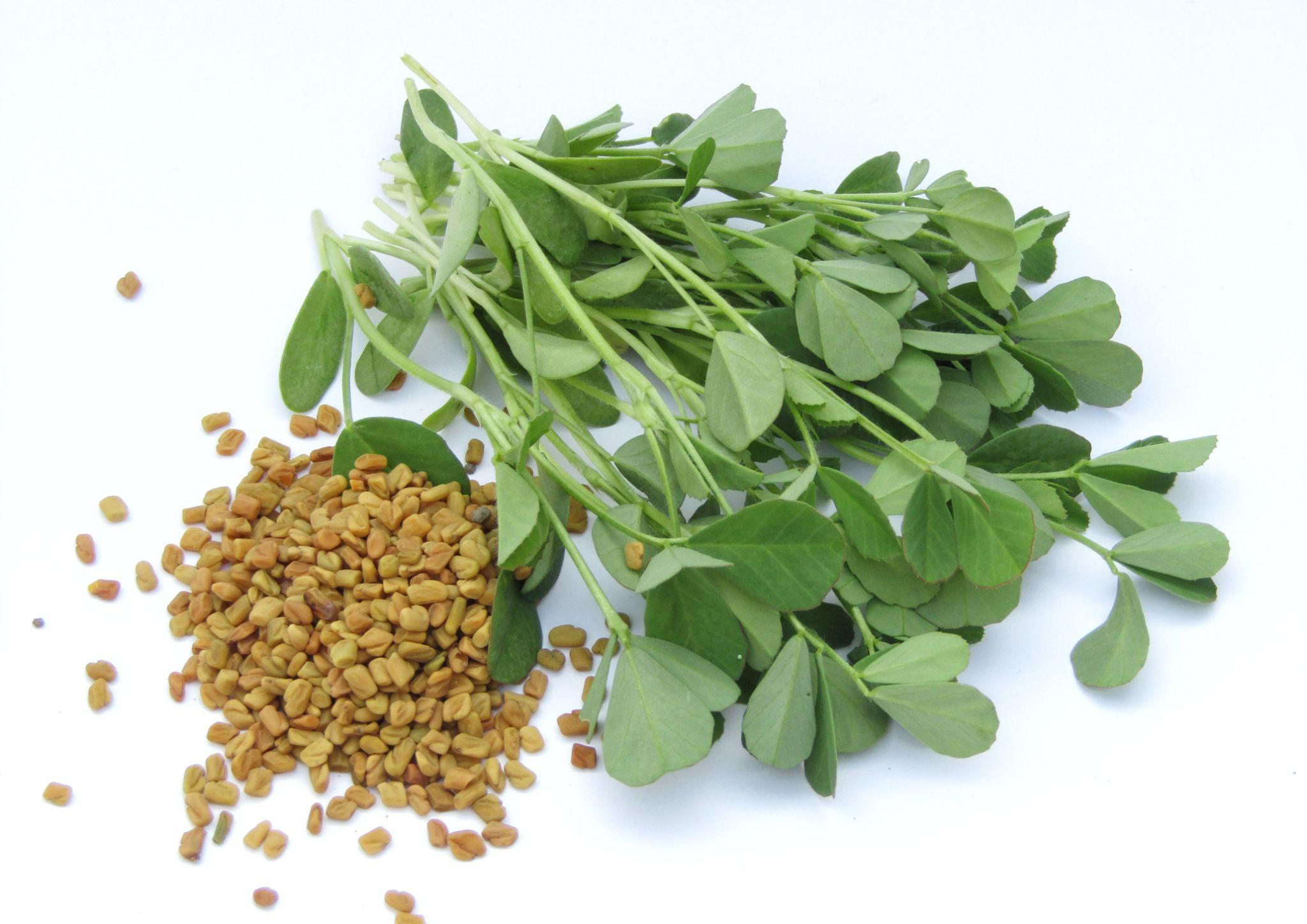 Methi  – leafy vegetable seeds for home garden in India