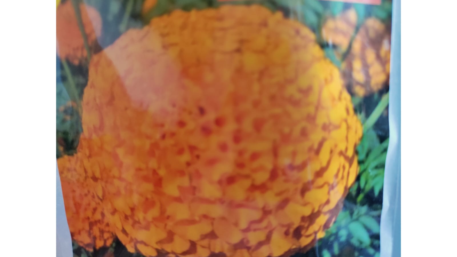 Orange Marigold Dwarf Premium Quality Seeds