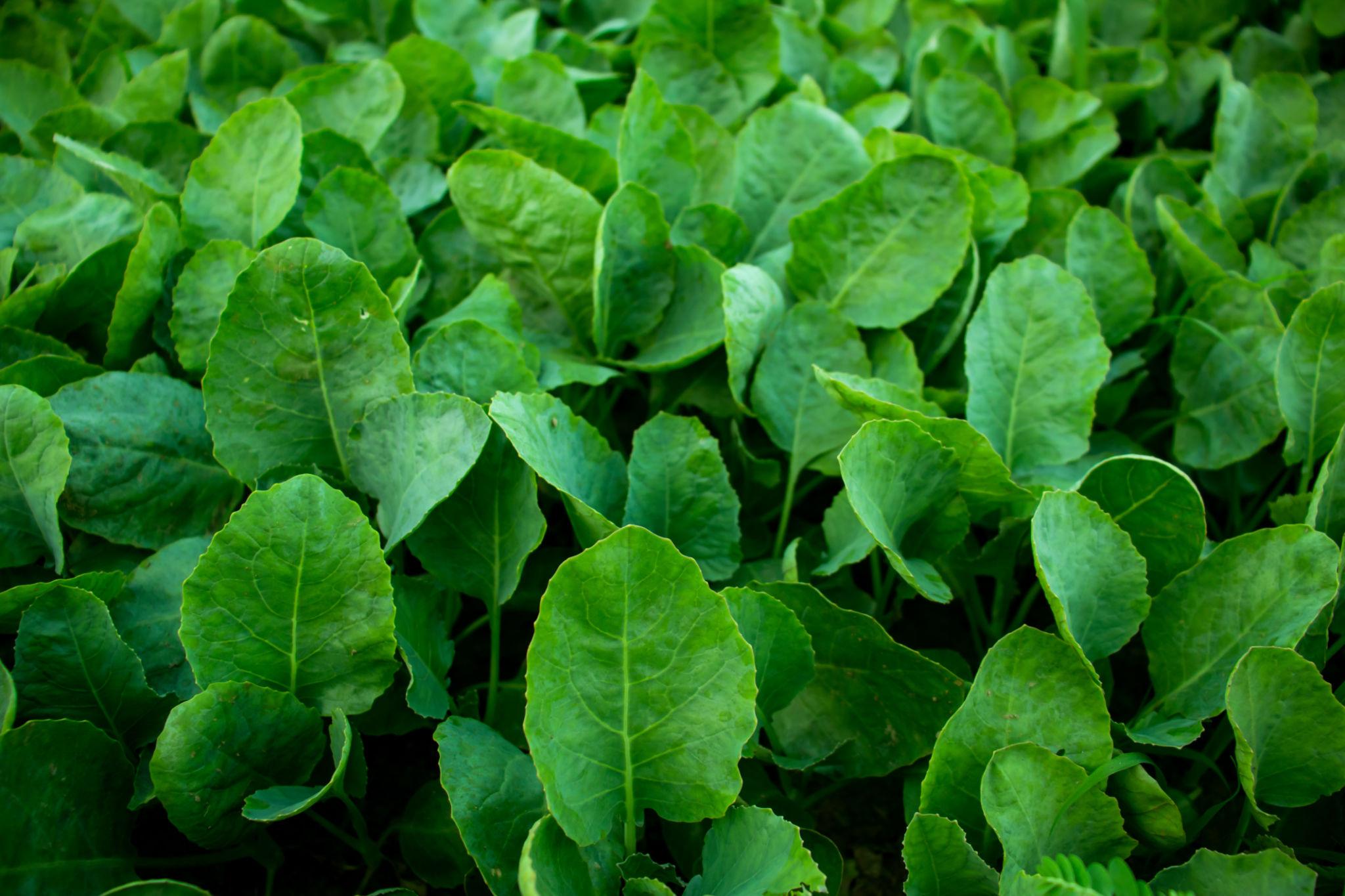 Spinach – native vegetable seeds for Indian home garden