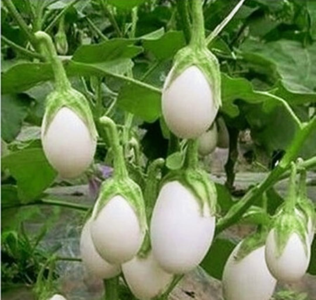 Egg White Round Brinjal – native vegetable seeds for Indian home garden
