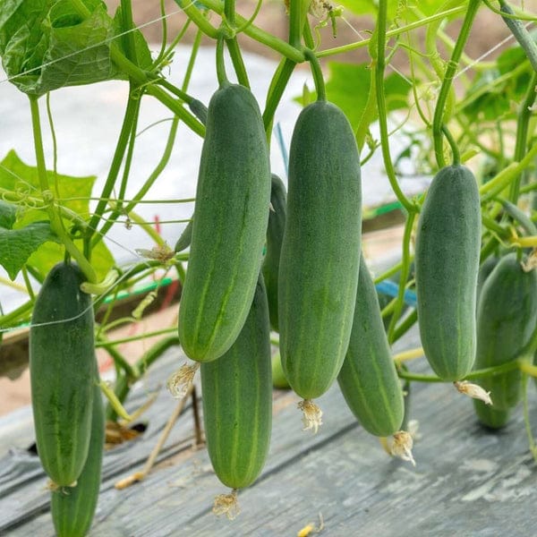 Pot Cucumber – native vegetable seeds for Indian home garden