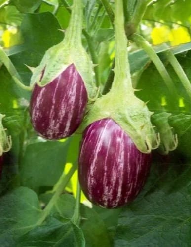 Banglore Brinjal – native vegetable seeds for Indian home garden