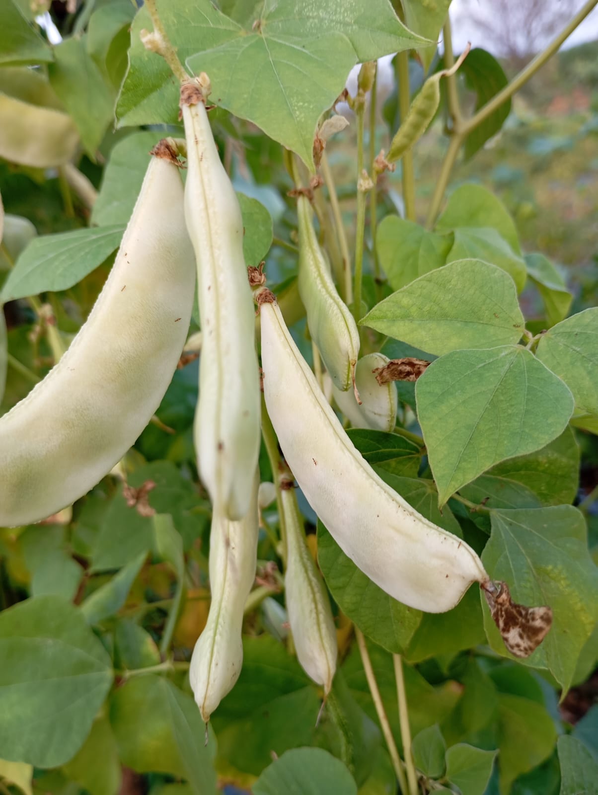White Broad Beans Short – native vegetable seeds for Indian home garden