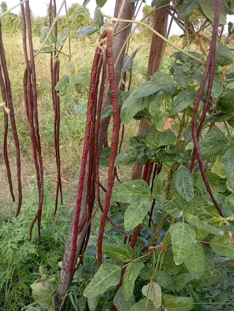 Red Long Beans – native vegetable seeds for Indian home garden