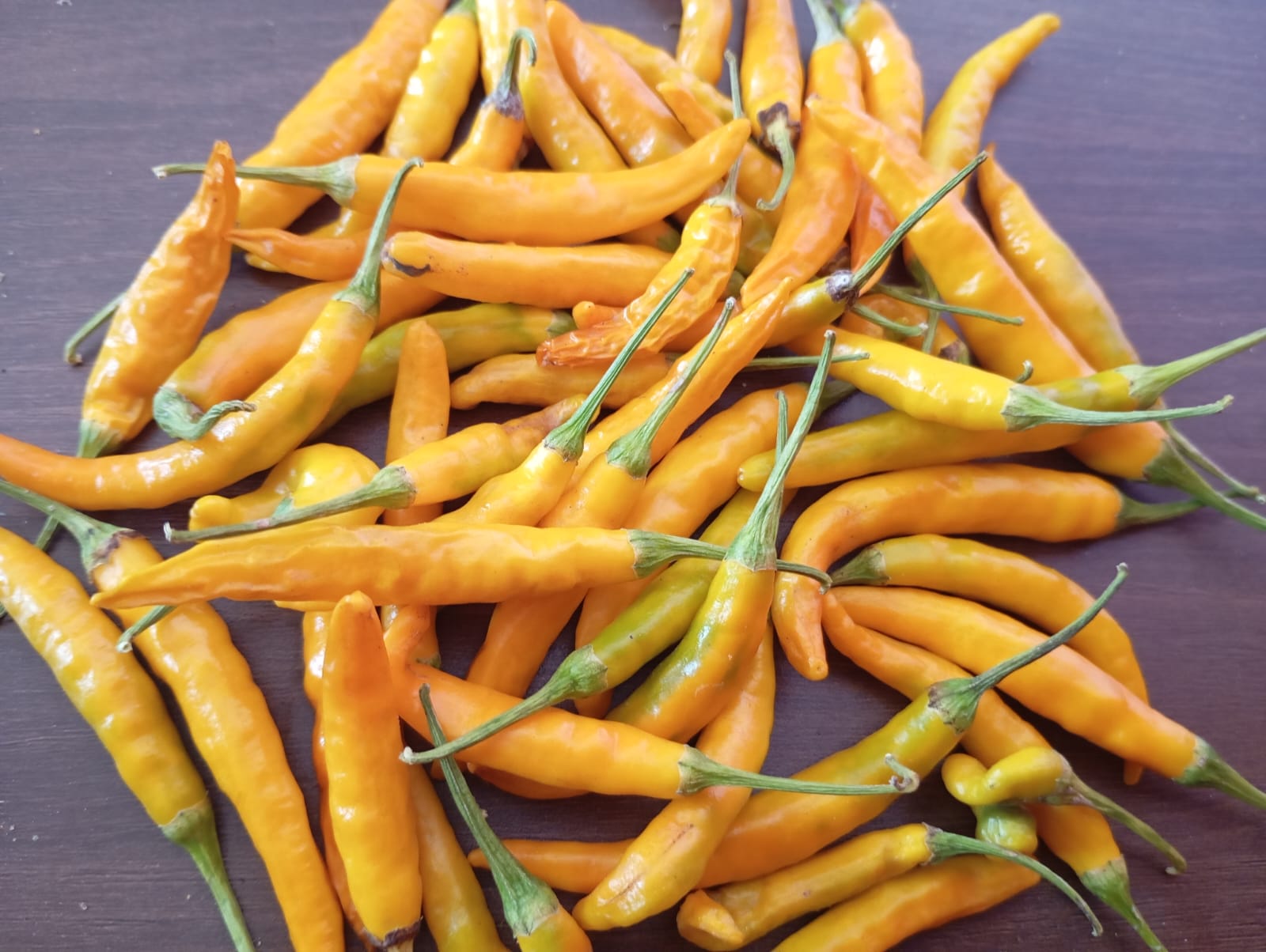 Yellow Long Mirchi – native vegetable seeds for Indian home garden