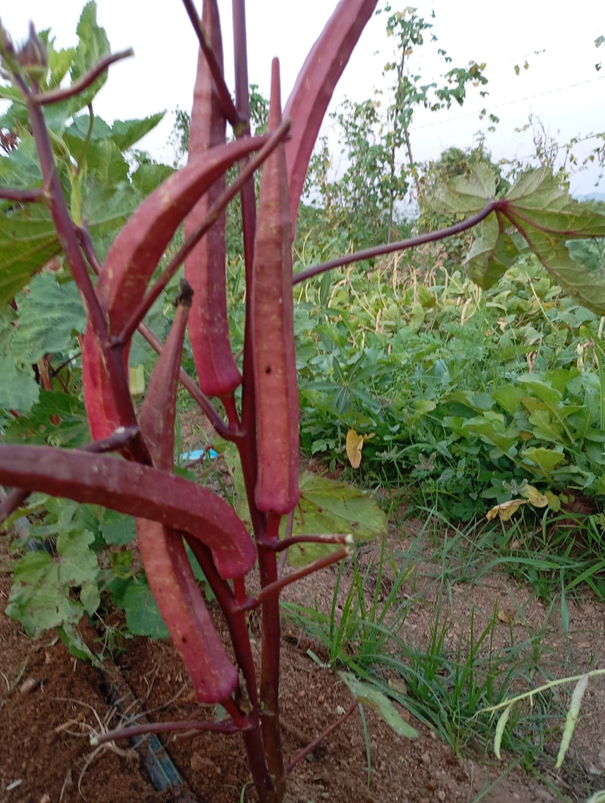 Red Ladies Finger – native vegetable seeds for Indian home garden