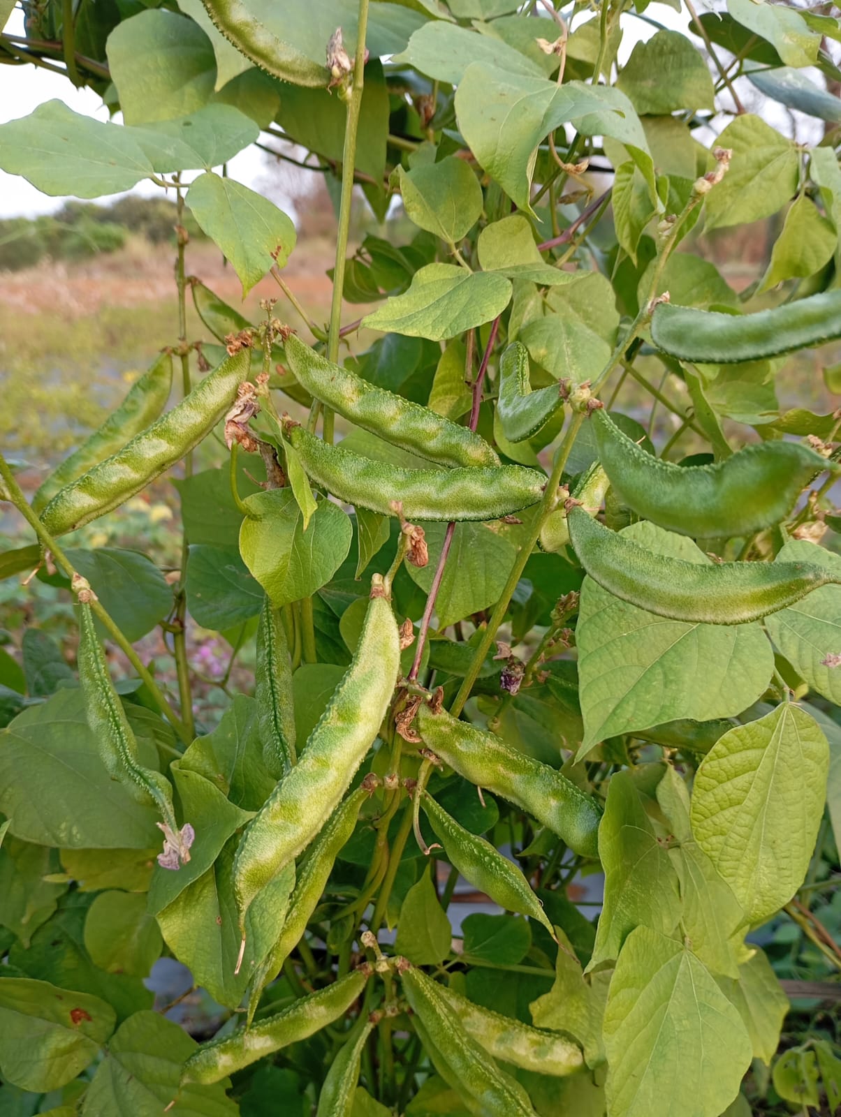 Short Broad Beans – native vegetable seeds for Indian home garden