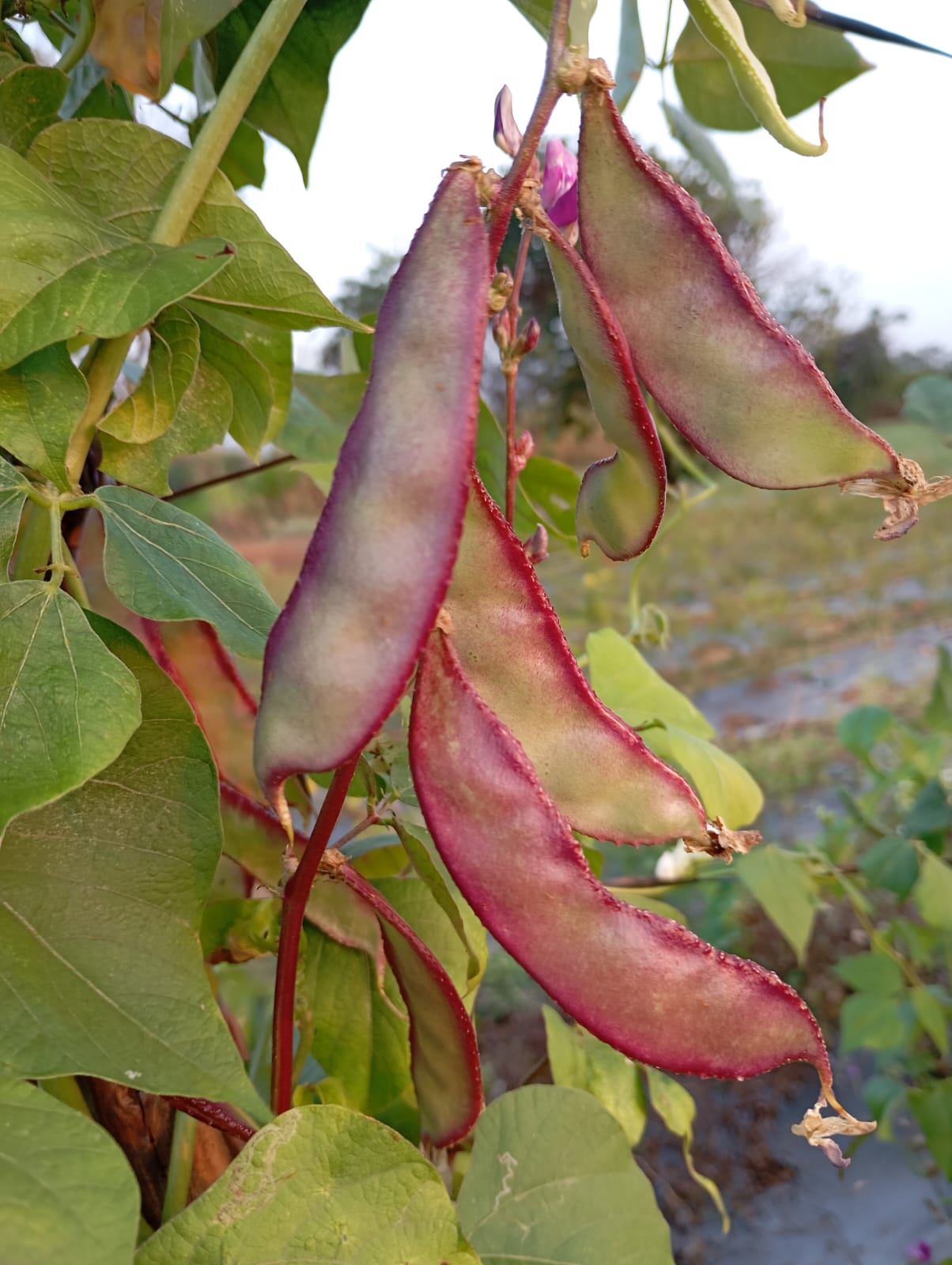Pink Broadn Beans – native vegetable seeds for Indian home garden