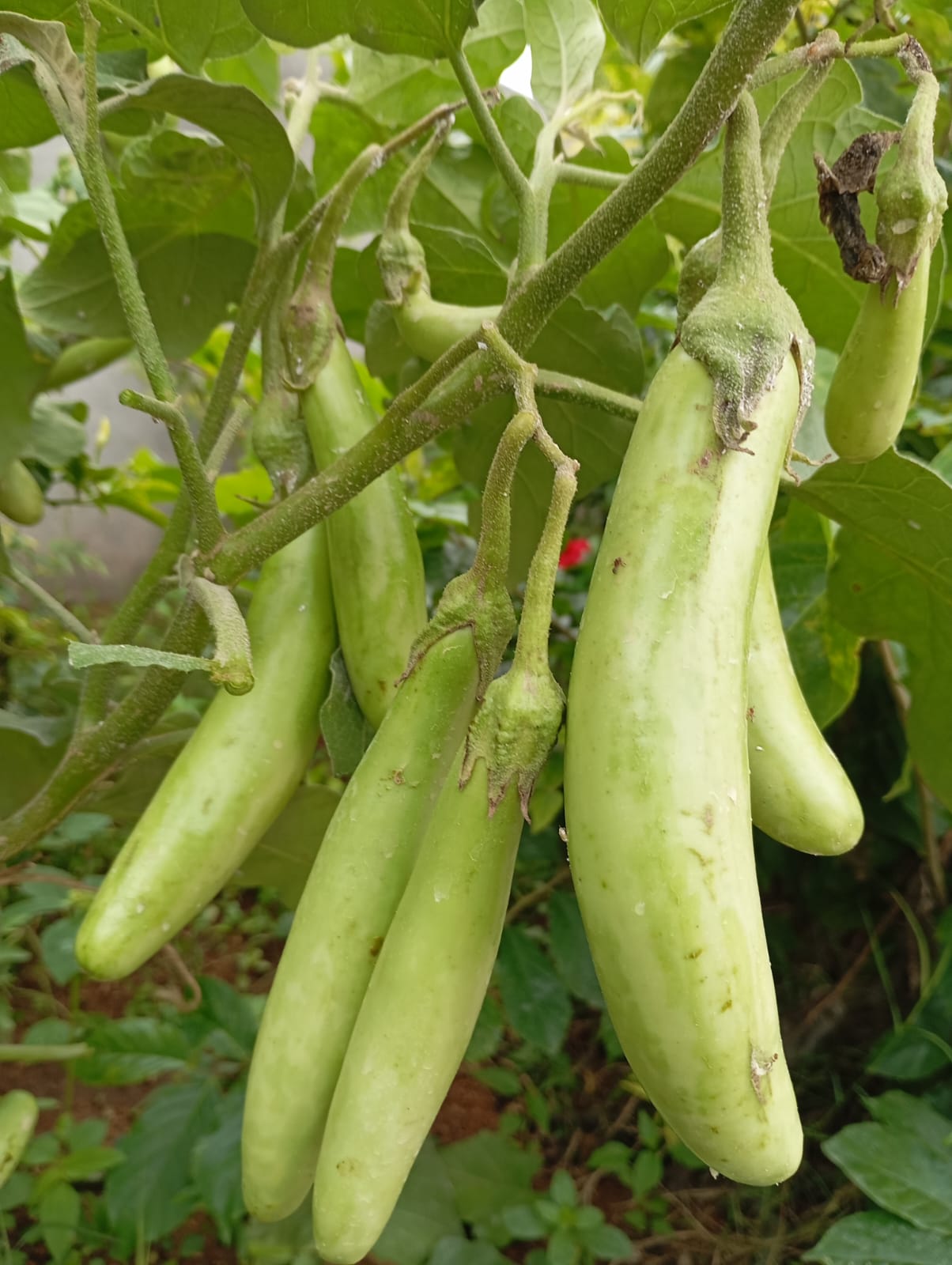 Green Long Brinjal – native vegetable seeds for Indian home garden