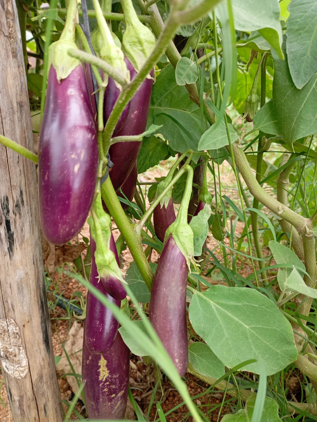 Violet Long Brinjal – native vegetable seeds for Indian home garden