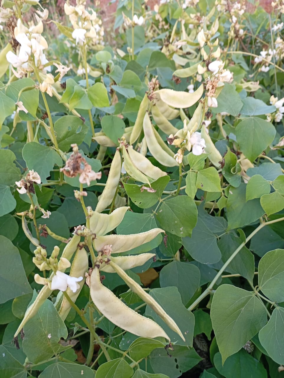 White Chikkudu – native vegetable seeds for Indian home garden
