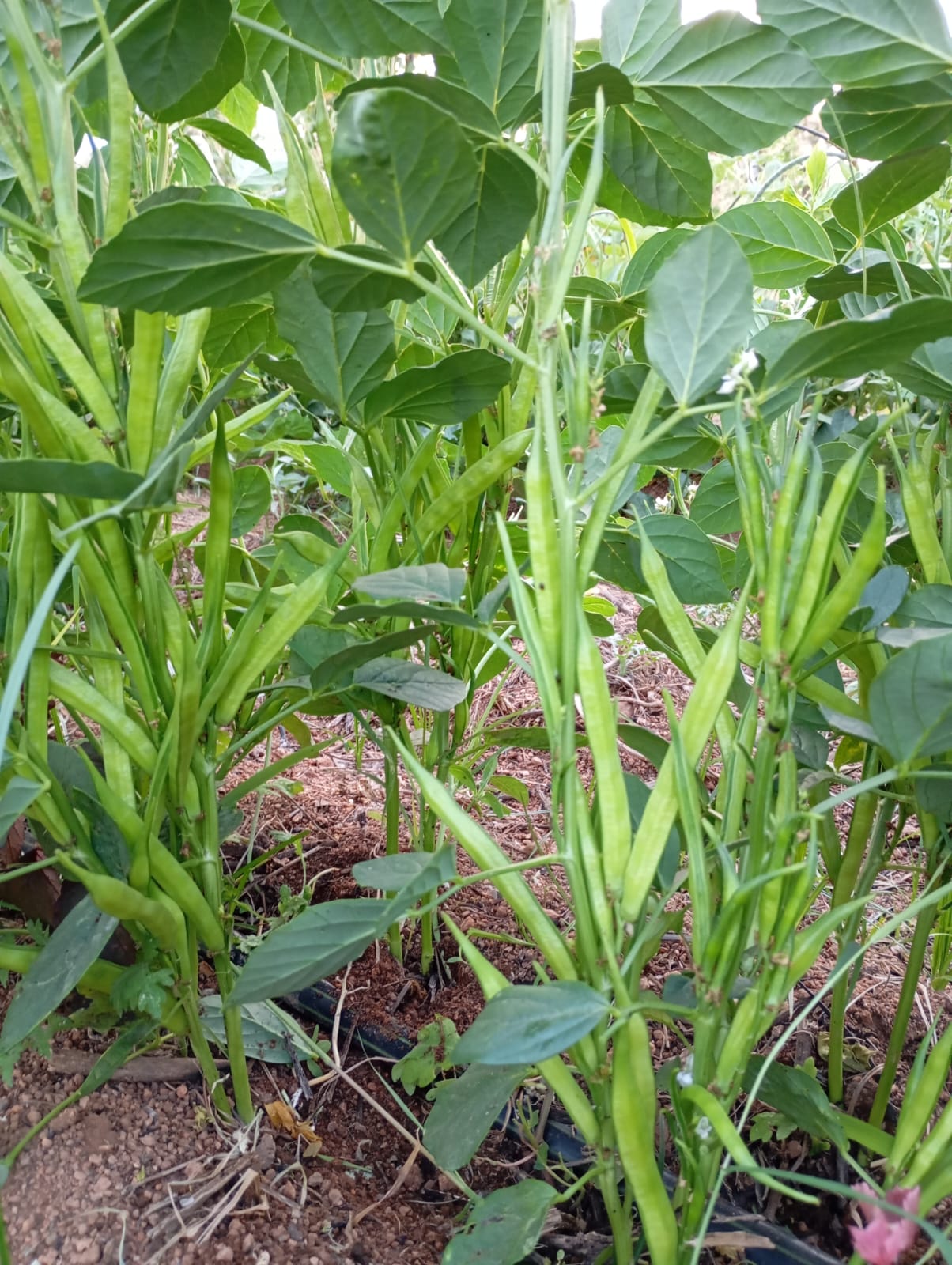 Cluster Beans – native vegetable seeds for Indian home garden