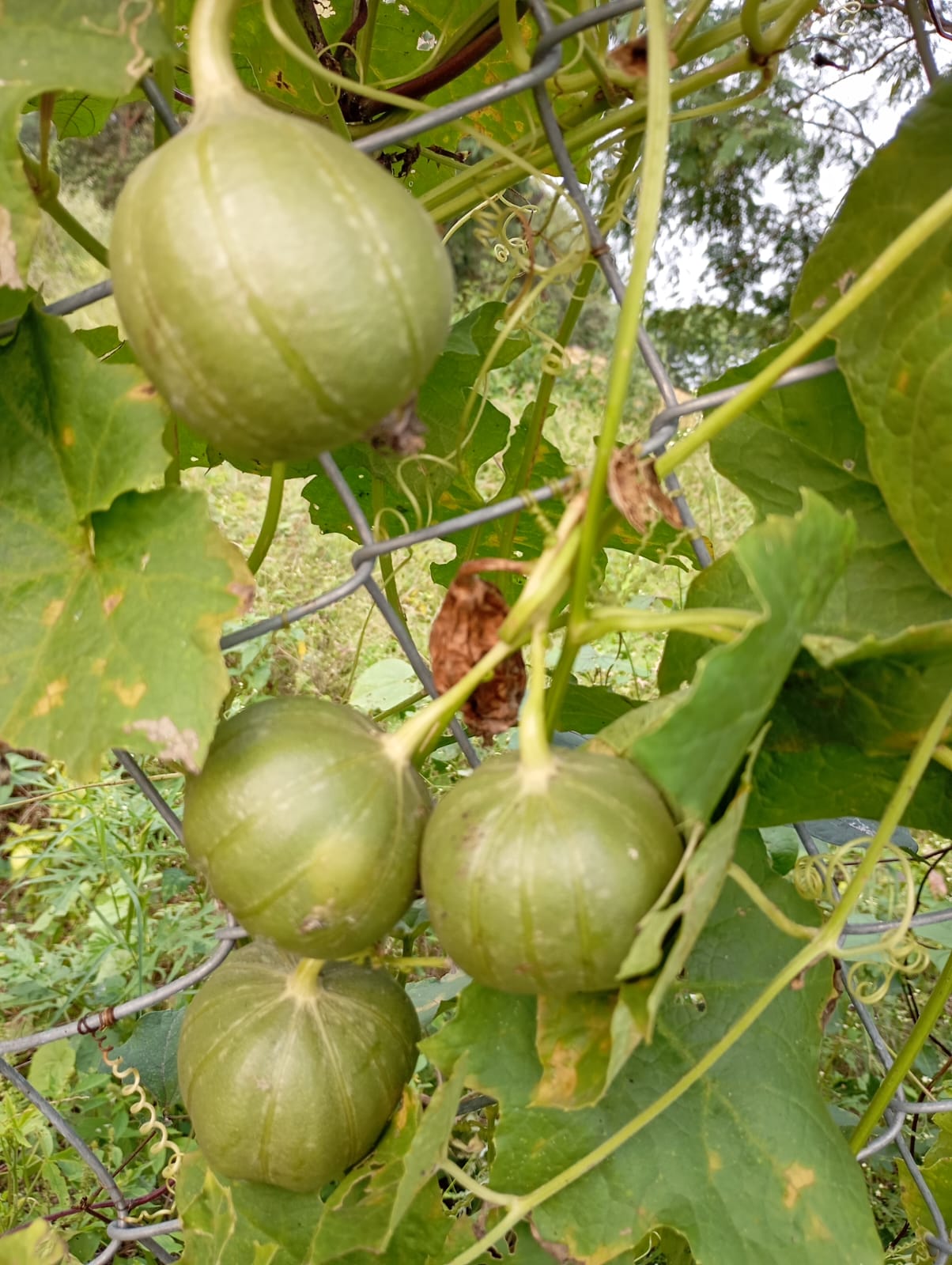 Ridge Gourd Round – native vegetable seeds for Indian home garden