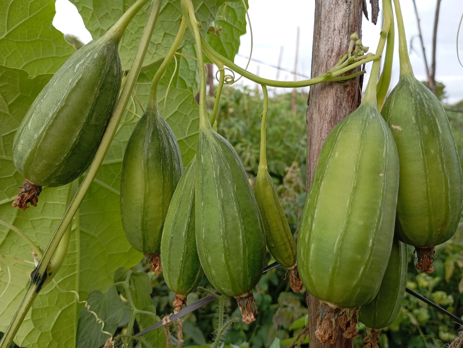 Gutti Beera ( Desi Clustered Ridge Gaurd) Seeds – native vegetable seeds for Indian home garden