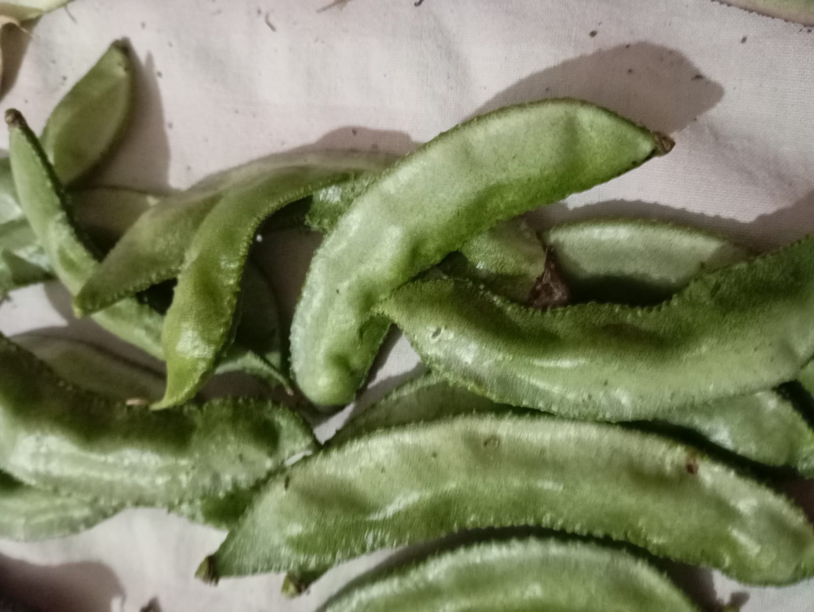 Bush Broad Beans – native vegetable seeds for Indian home garden