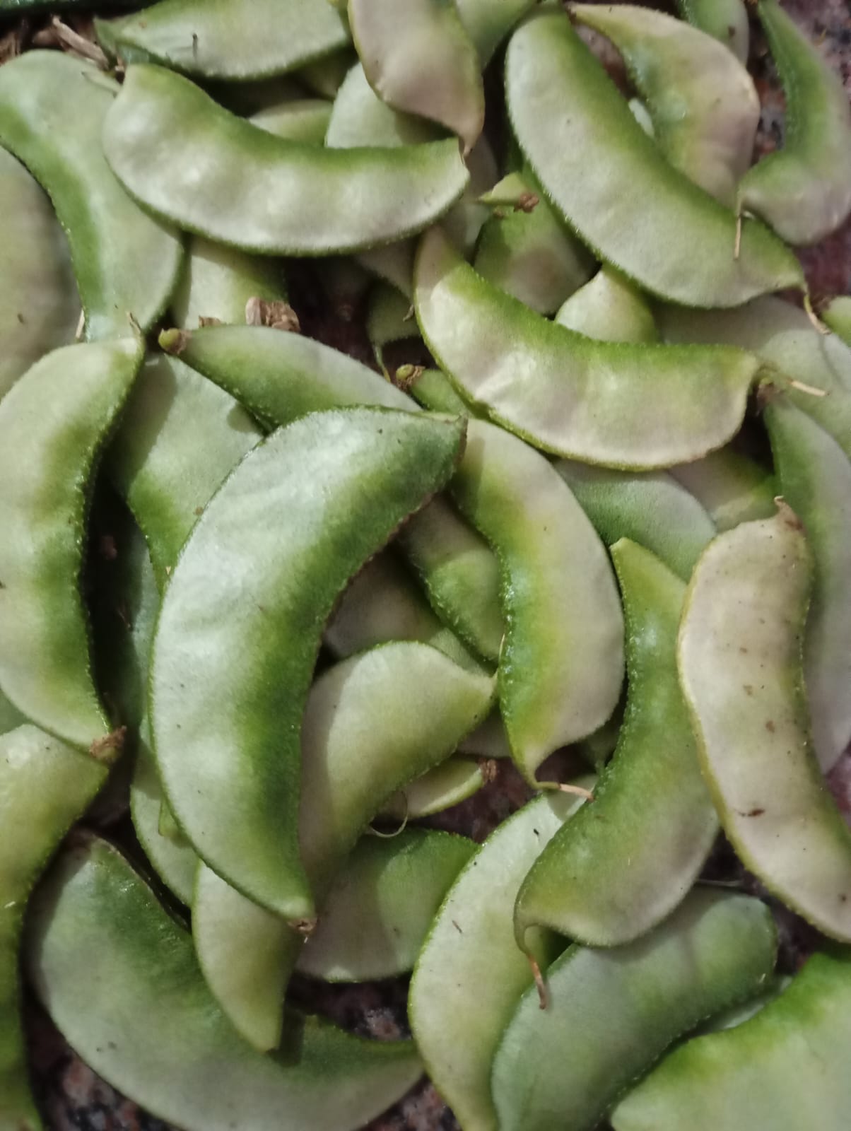 Scale Beans – native vegetable seeds for Indian home garden