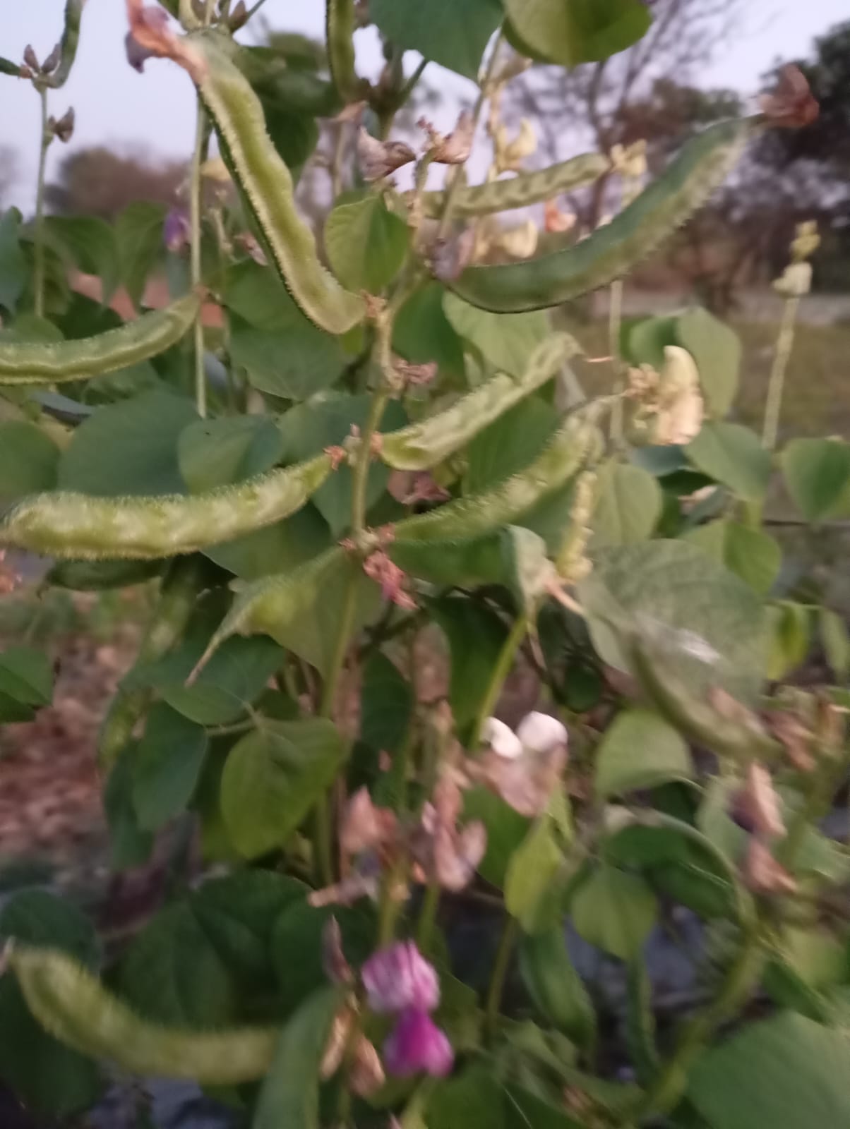 Broad Beans Black Seeds – native vegetable seeds for Indian home garden