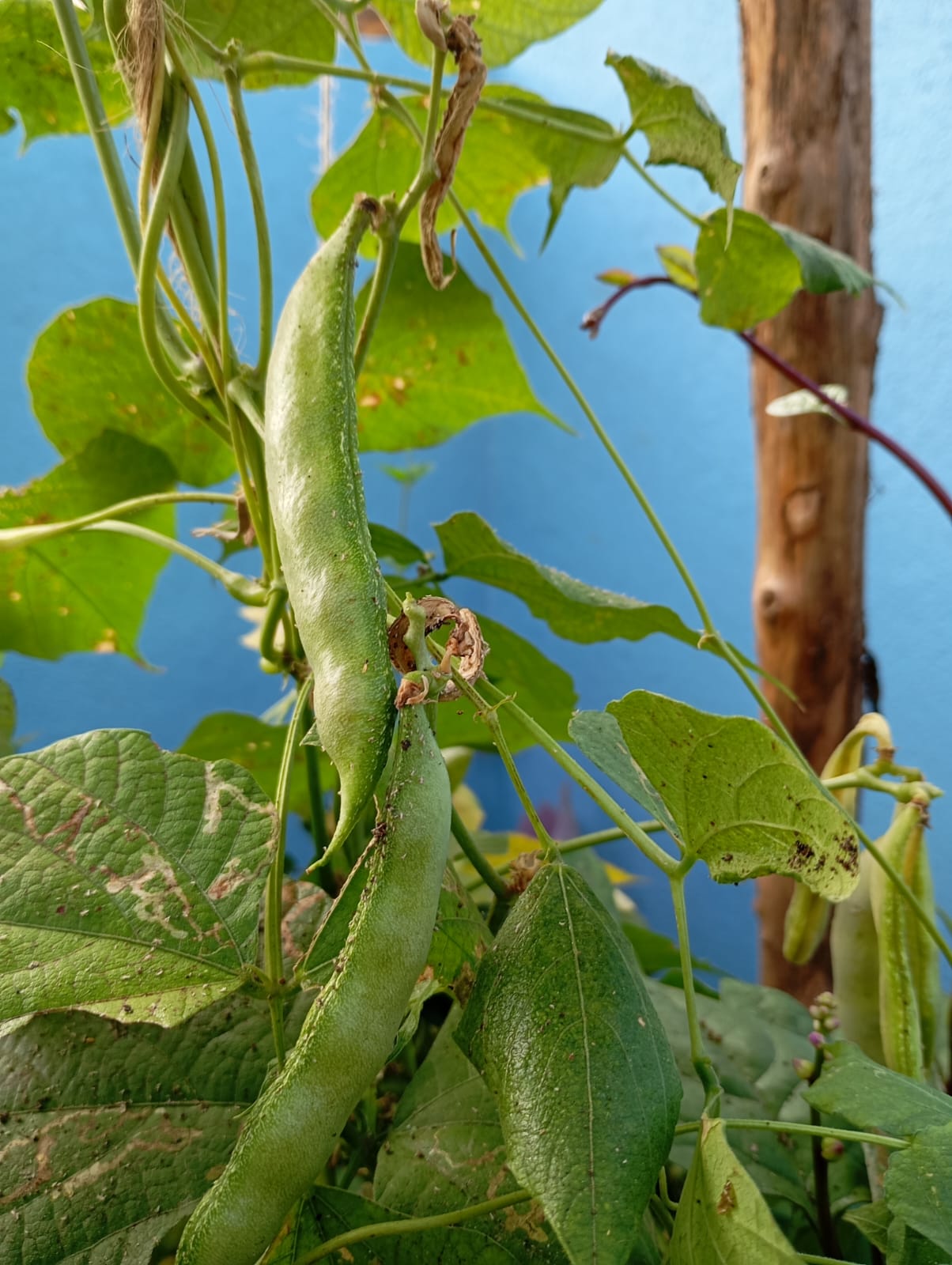 Green Long Beans – native vegetable seeds for Indian home garden