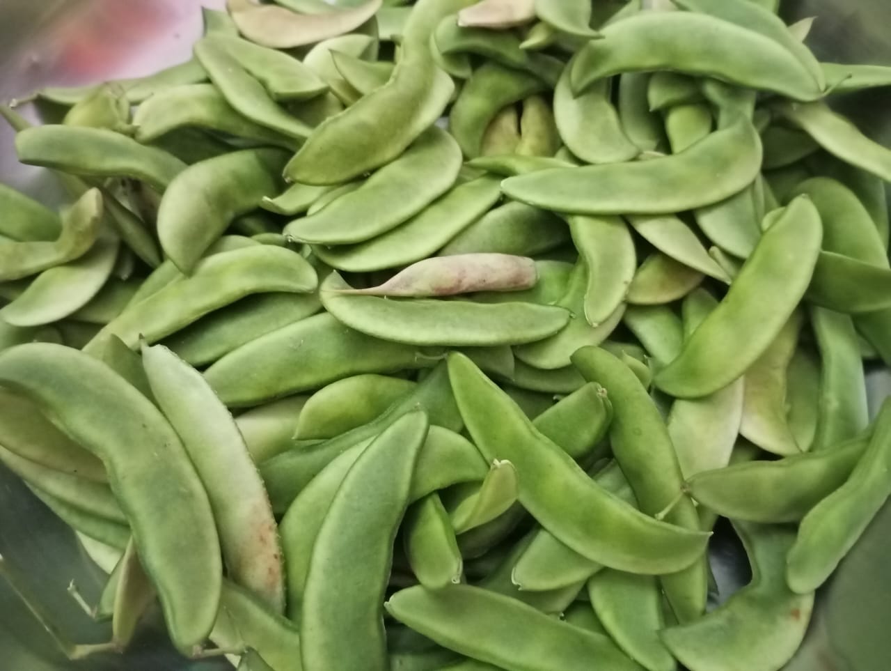 Double Beans – native vegetable seeds for Indian home garden