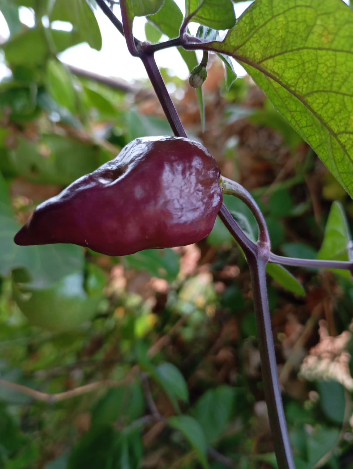 Purple Colour Chilli – exotic vegetable seeds for home garden in India