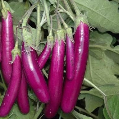Pink Long Brinjal – native vegetable seeds for Indian home garden