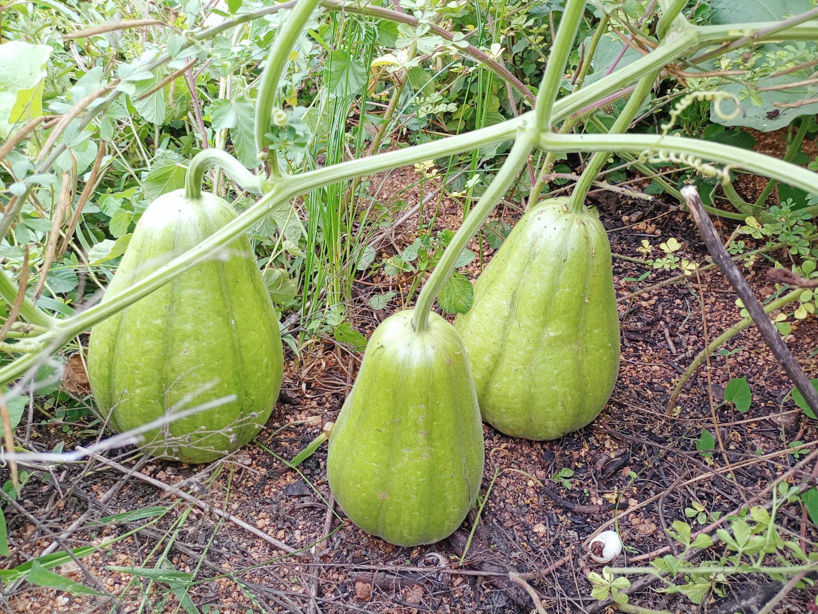 Delhi Sora – native vegetable seeds for Indian home garden