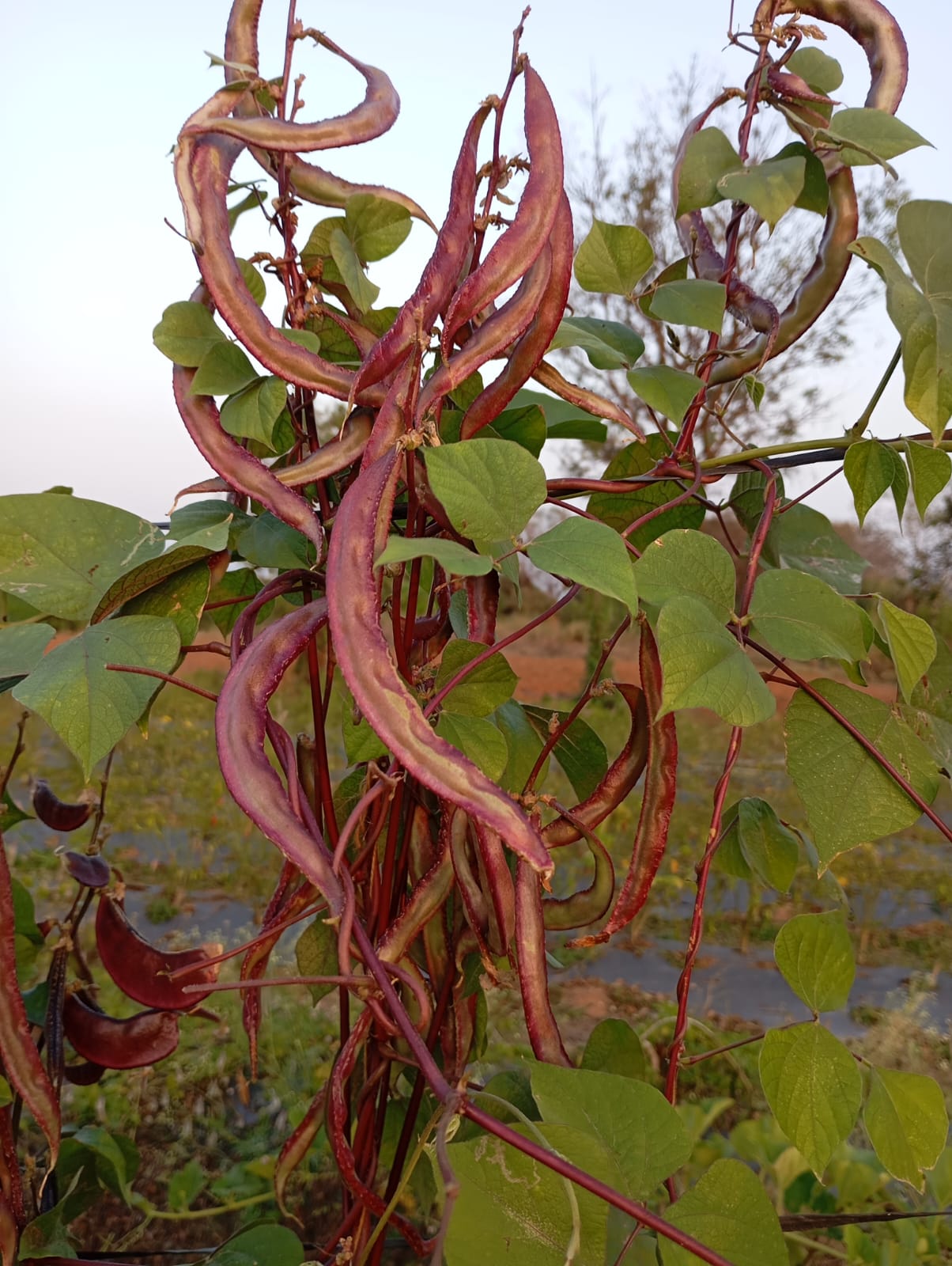 Double Colour Chikkudu – native vegetable seeds for Indian home garden