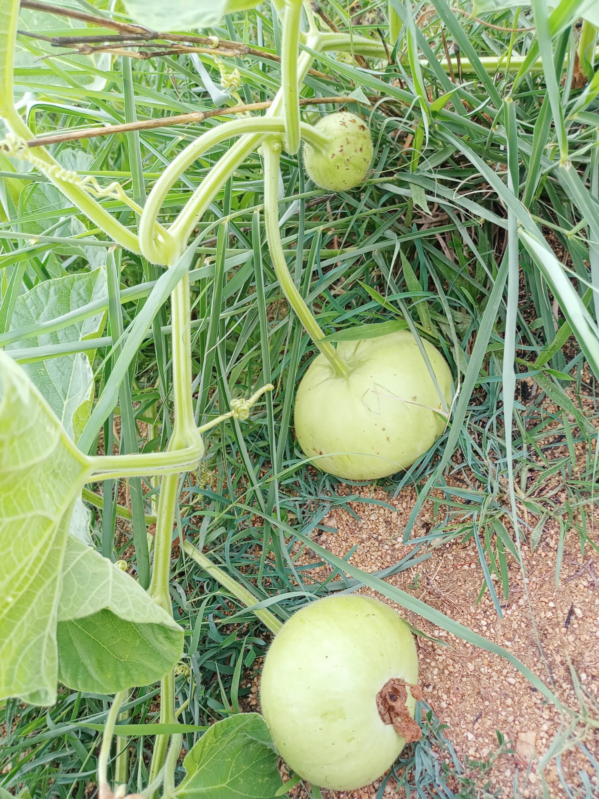 Round Small Bottle Gourd – native vegetable seeds for Indian home garden