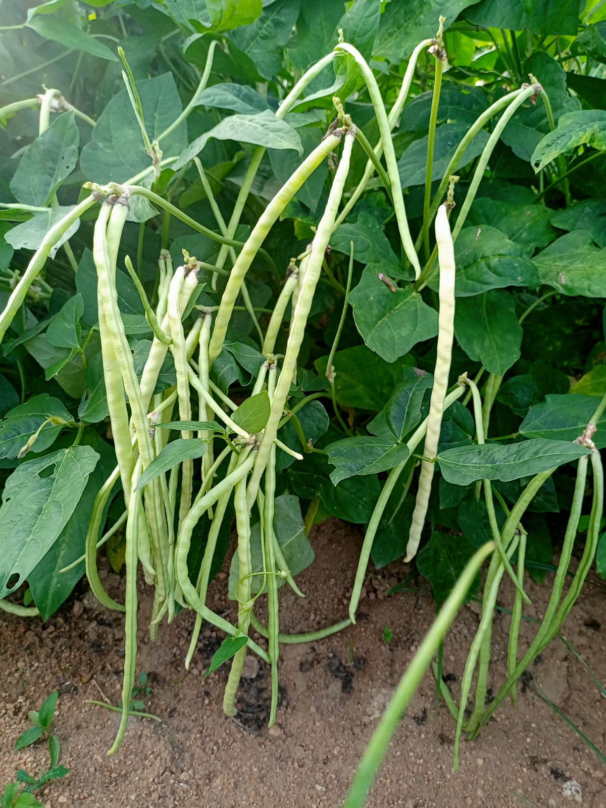 Green Long Beans (White Seed) – native vegetable seeds for Indian home garden