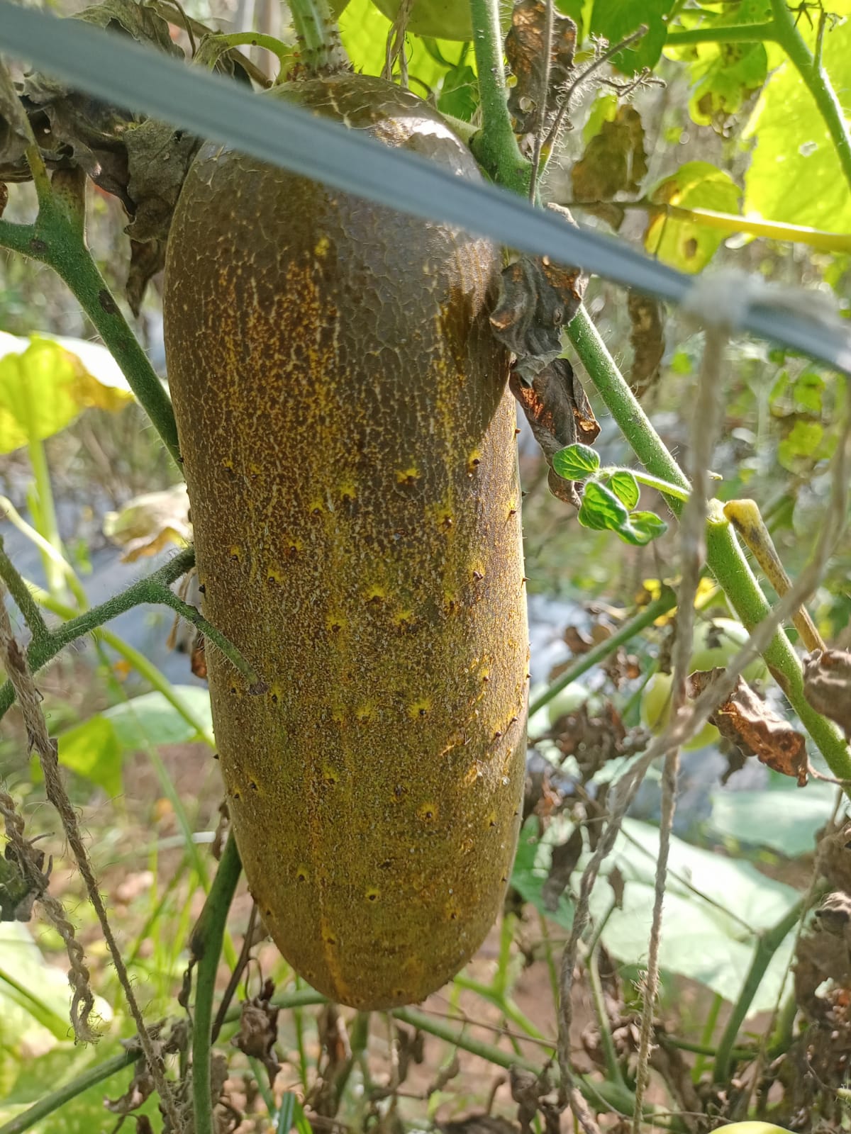 Desi Keera – native vegetable seeds for Indian home garden