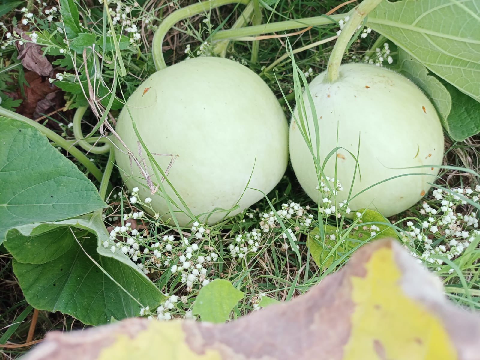 Big Size Round Bottle Gourd – native vegetable seeds for Indian home garden