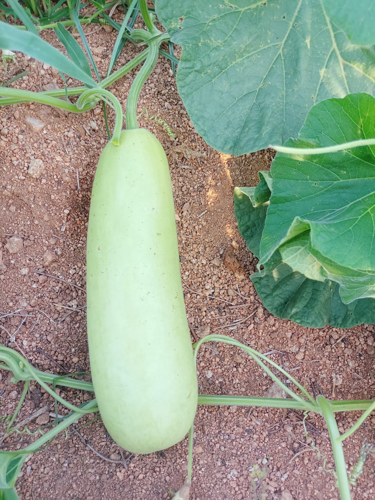 Short Bottle Gourd Green – native vegetable seeds for Indian home garden