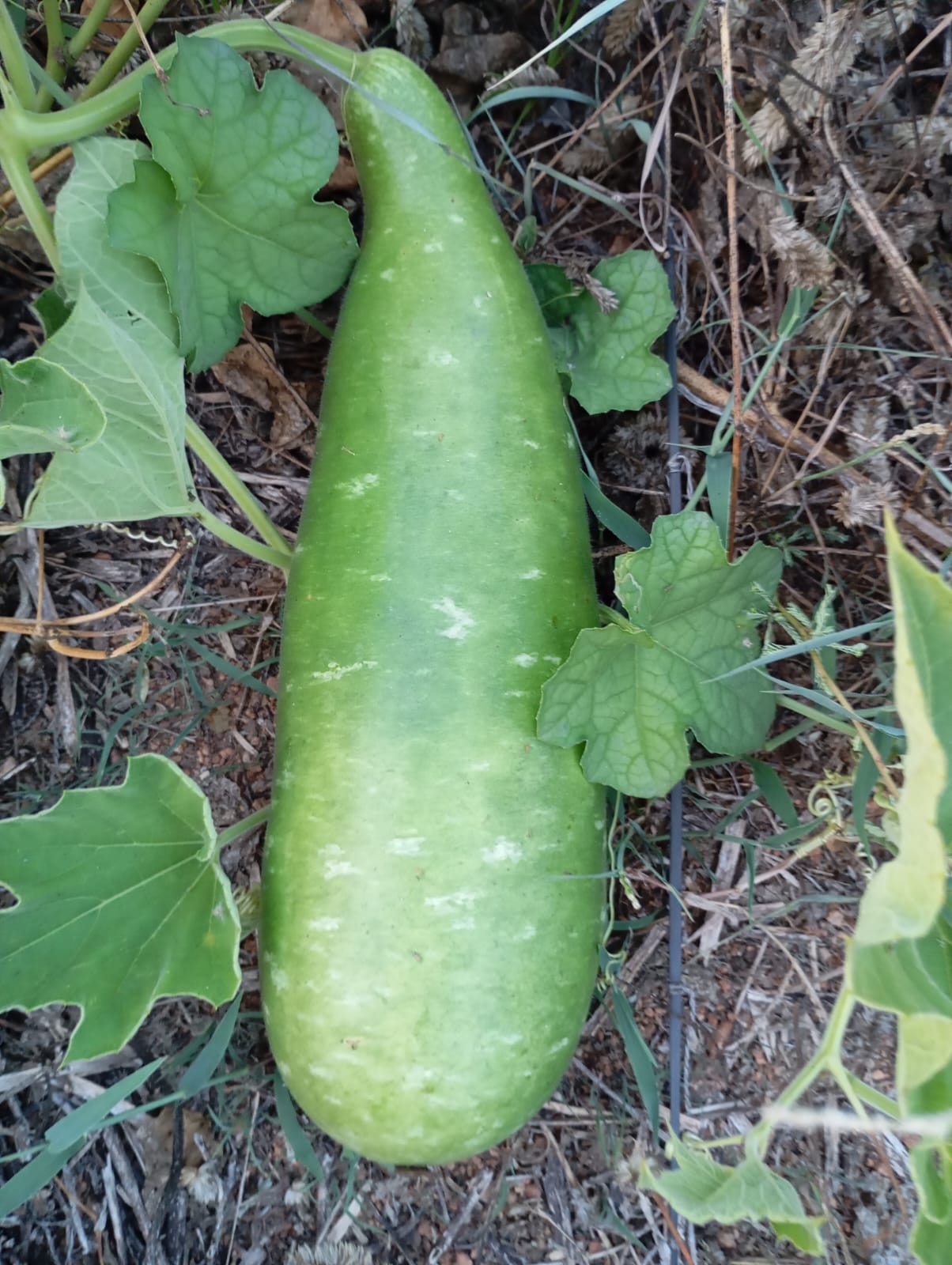 Dark Green Long Sora – native vegetable seeds for Indian home garden