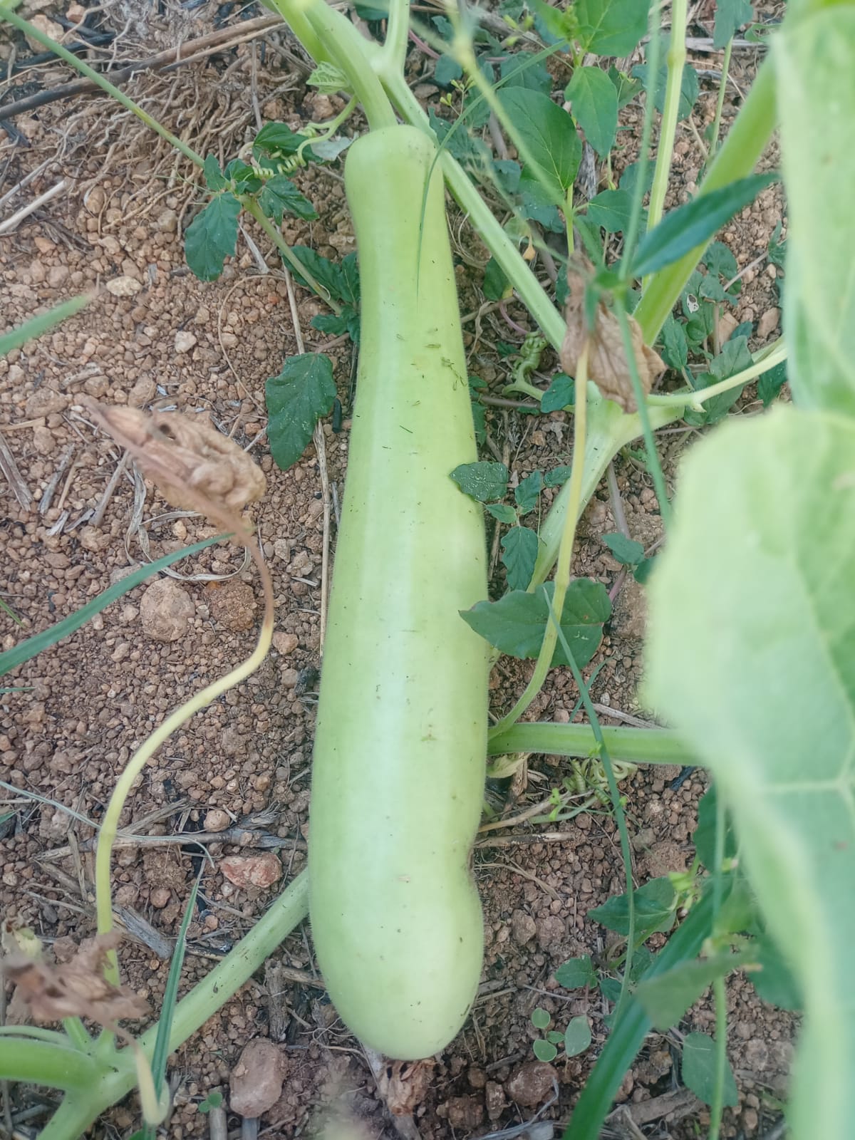 Green Long Bottle Gourd – native vegetable seeds for Indian home garden