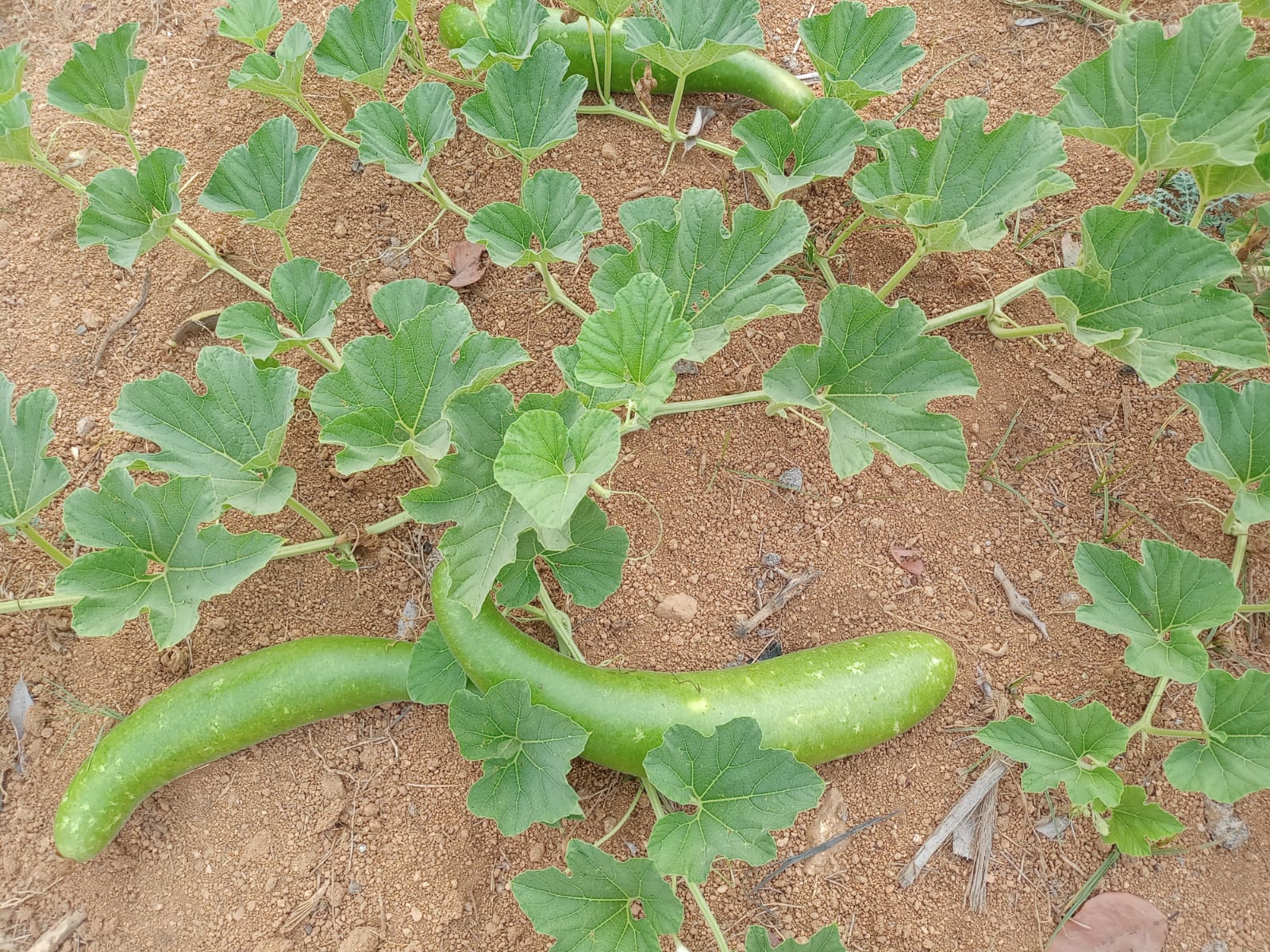 Green Spot Long Bottle Gourd – native vegetable seeds for Indian home garden