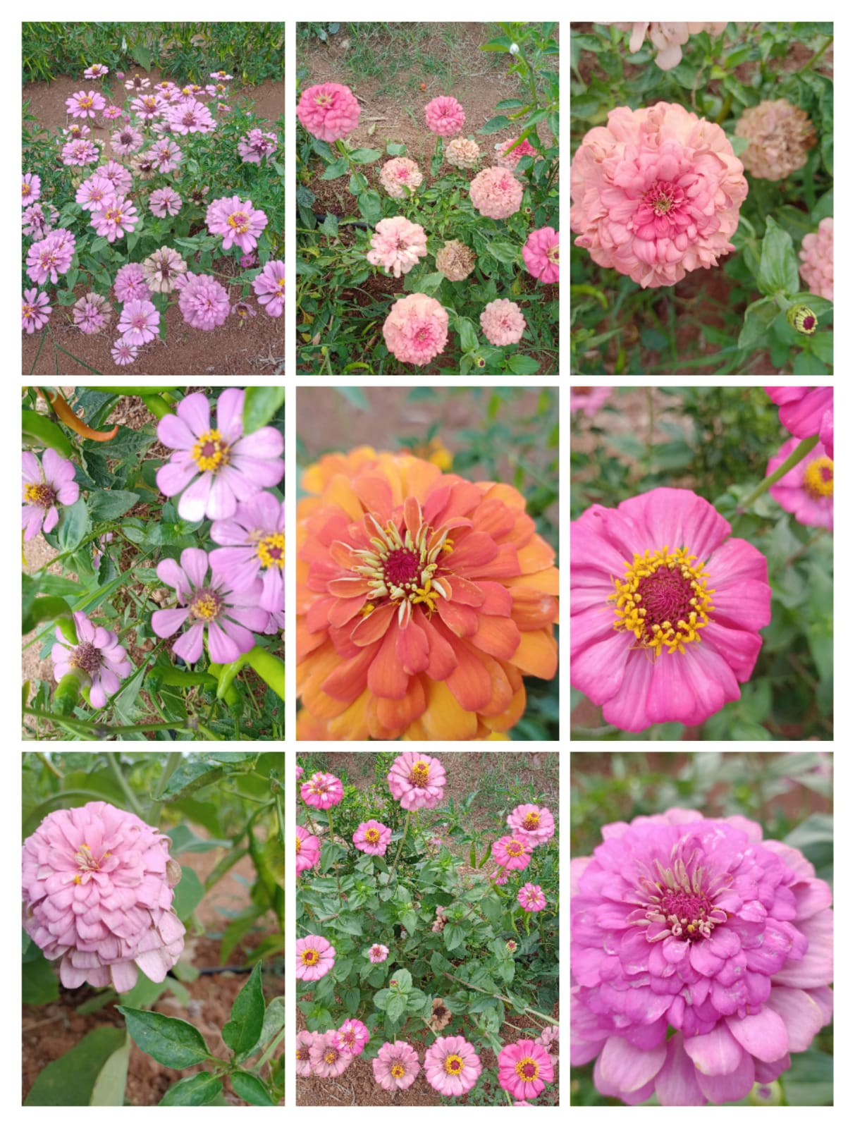 Mixed Zinia Flower Seeds – summer flower seeds for home garden in India