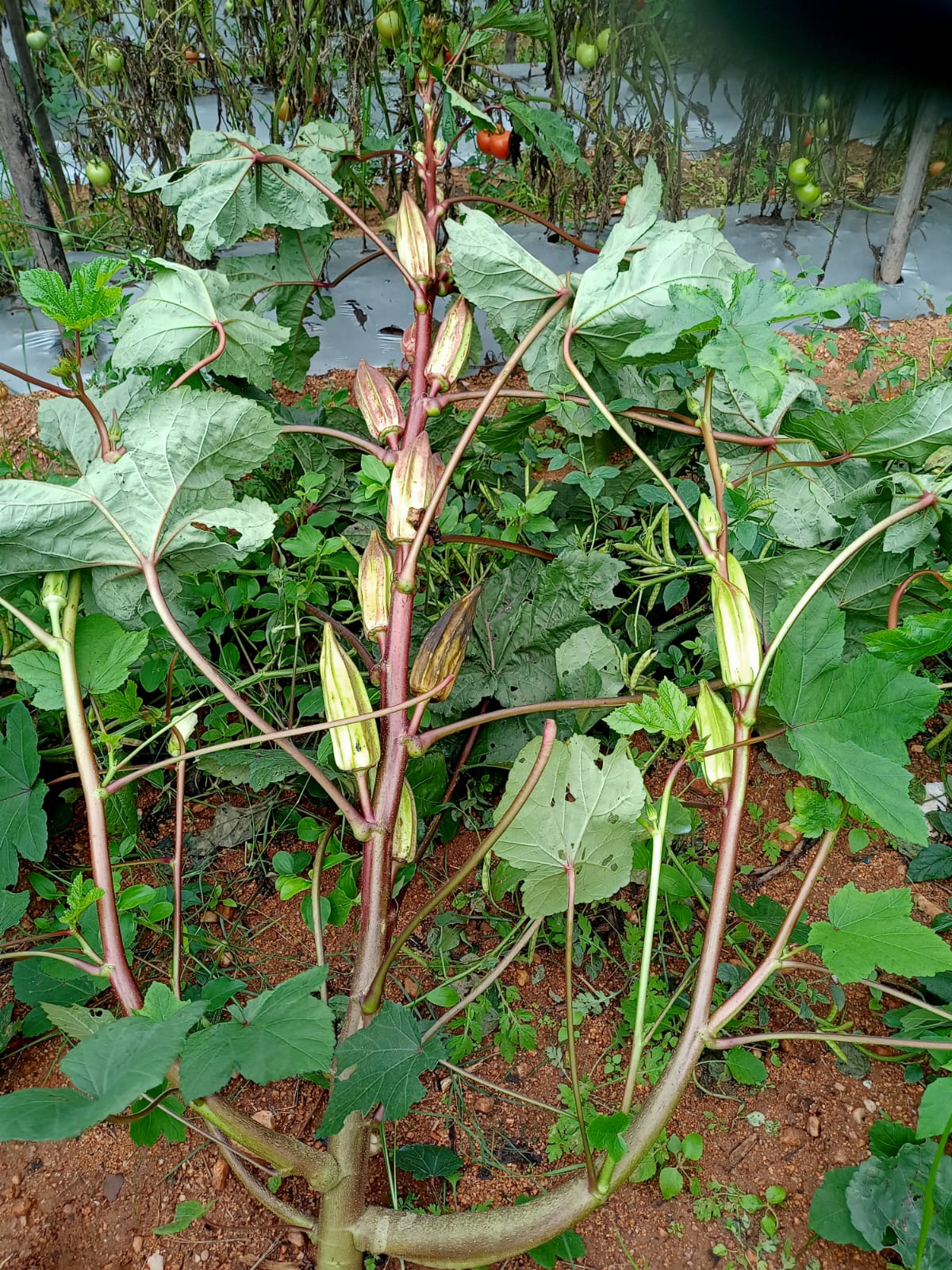 Kasturi Benda (Okra) – native vegetable seeds for Indian home garden