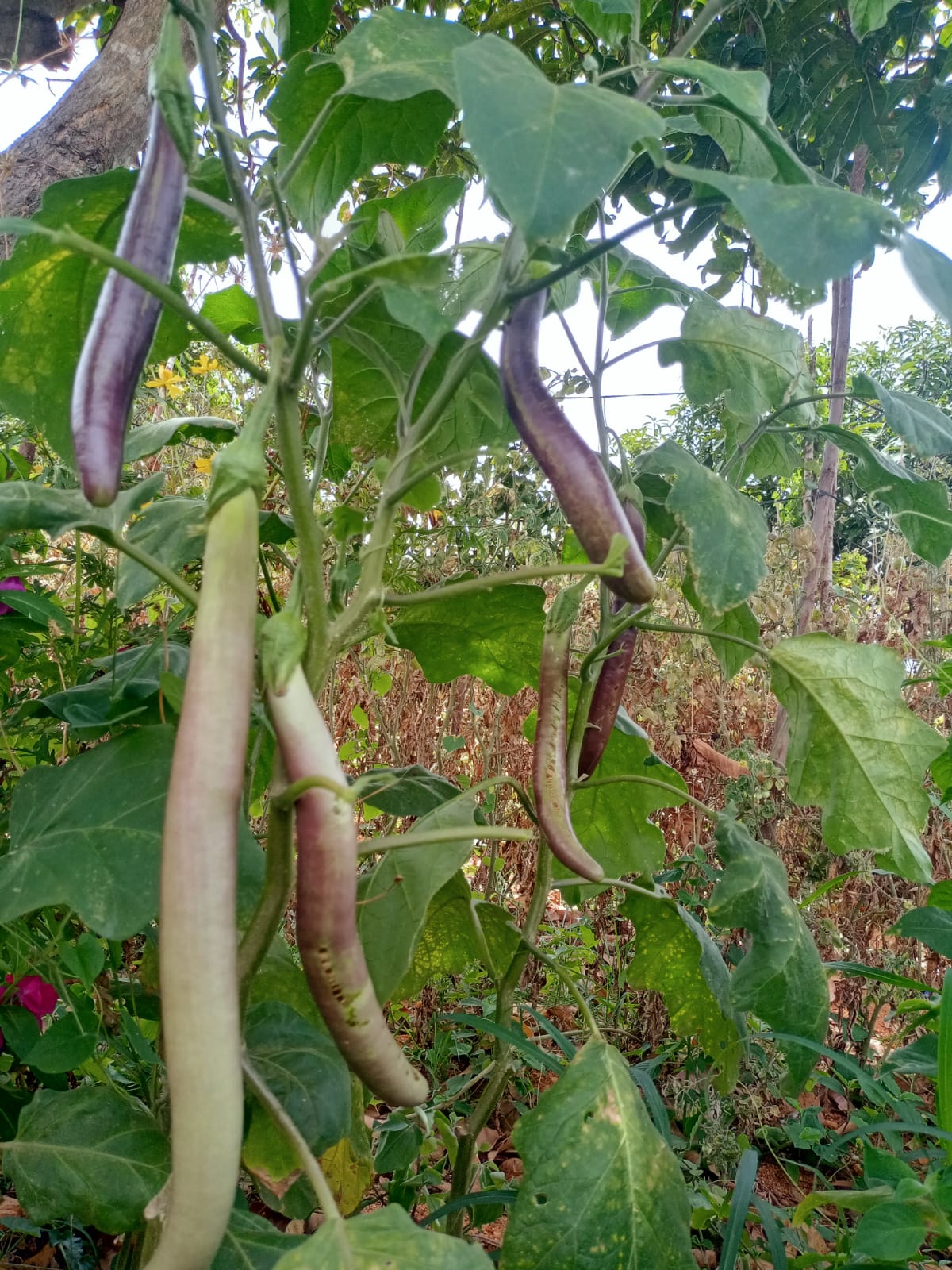1Feet Brinjal – native vegetable seeds for Indian home garden