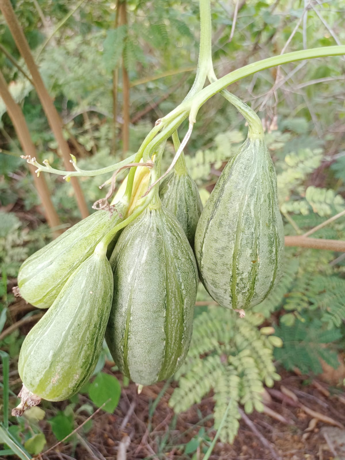 Cluster Gutti Beera – native vegetable seeds for Indian home garden