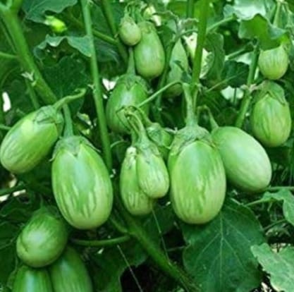 Green Brinjal – native vegetable seeds for Indian home garden