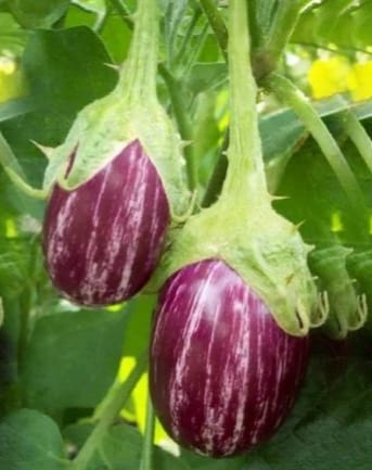 Purple Striped Brinjal – native vegetable seeds for Indian home garden