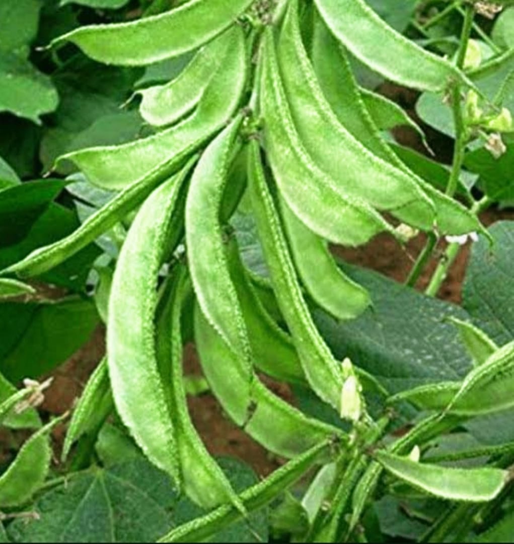 365 Days Green Broad Beans – native vegetable seeds for Indian home garden