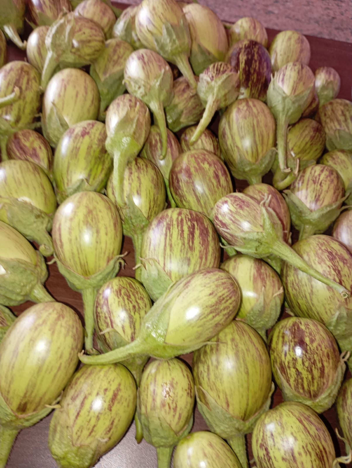 Green Purple Brinjal – native vegetable seeds for Indian home garden