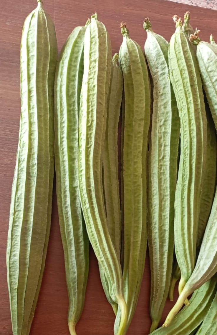 Long Ride Gourd – native vegetable seeds for Indian home garden