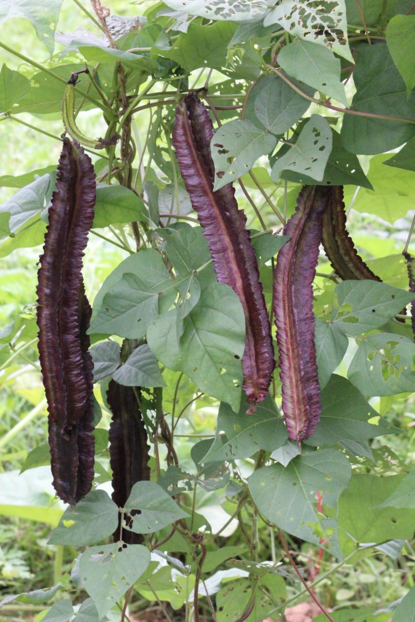 Purple Winged Beans – exotic vegetable seeds for home garden in India