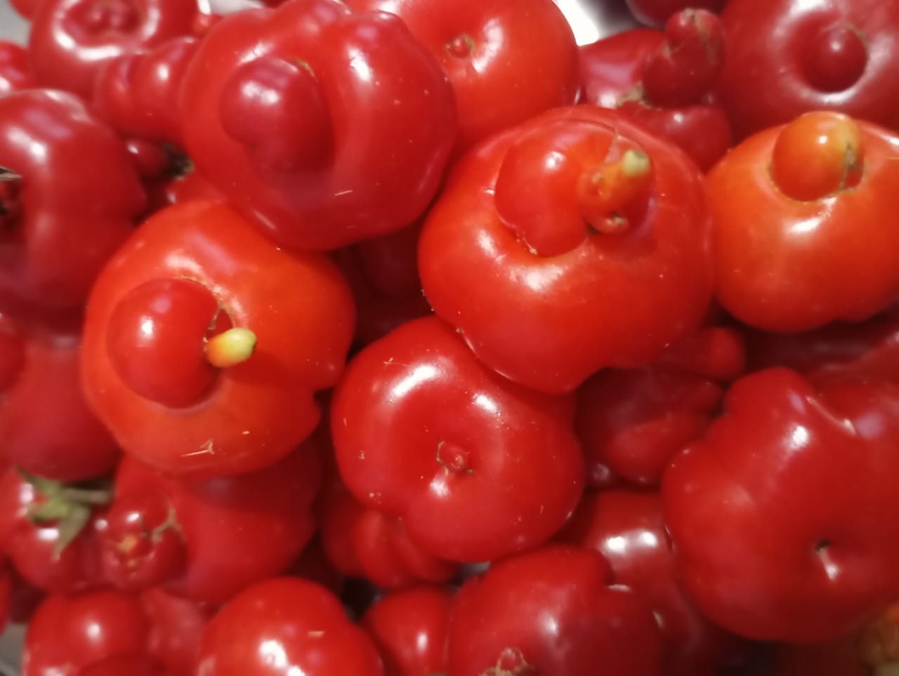 Flower Tomato – native vegetable seeds for Indian home garden