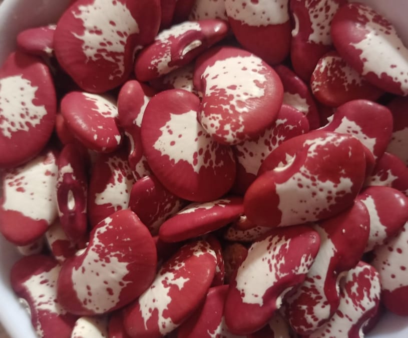 Lima Beans Double Colour – exotic vegetable seeds for home garden in India