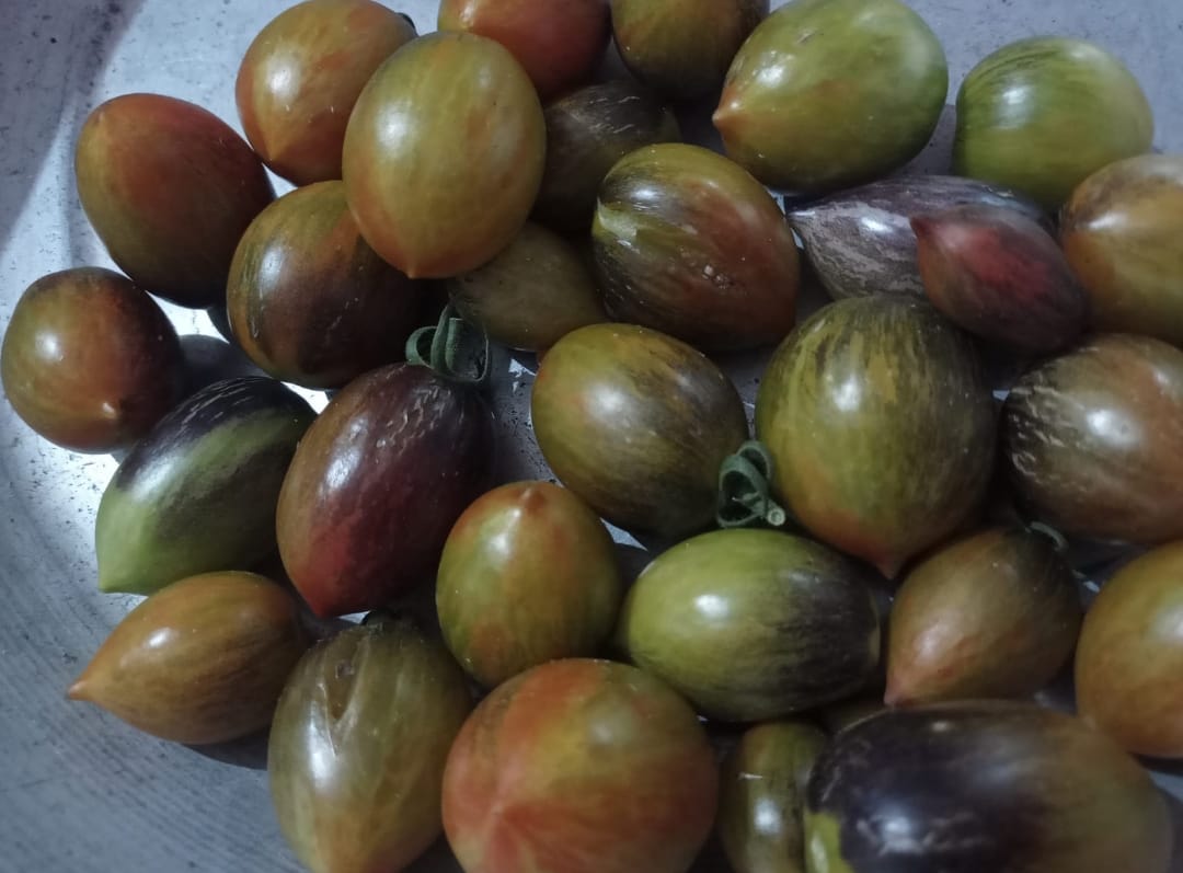 Atamic Grape Tomatoes – exotic vegetable seeds for home garden in India